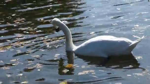 一只白天鹅和一只灰鸭在秋天的池塘里一起觅食 鸟类之间的相互作用 — 图库视频影像