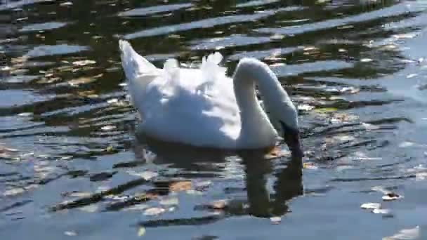 Ein Einsamer Weißer Schwan Schwimmt Einem Teich Frisst Gras Und — Stockvideo