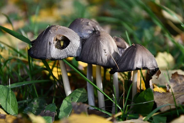 Familj Pallar Skogen Solfläckar Höstsäsongen För Svampplockare — Stockfoto