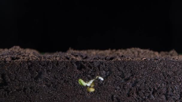 Small Grain Peas Green Shoots Plants Grow Underground Roots Plants — Stock Video