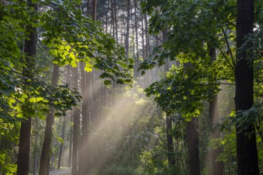 Güneş ışınları yağmur sonrası ormandaki yaprakları delip geçer, batan güneşin ışınlarında nem buharlaşır, ışık saçar..