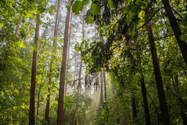 Rays of sunlight break through the leaves in the forest after rain, evaporation of moisture in the rays of the setting sun, light illumination.