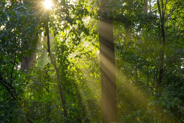 Rays of sunlight break through the leaves in the forest after rain, evaporation of moisture in the rays of the setting sun., light illumination.