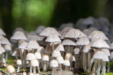 Zehirli ve halüsinojenik mantarlar. Ormanda birçok micena mantarı yetişir..