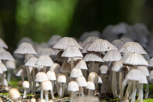 Champignons Toxiques Hallucinogènes Nombreux Mycènes Poussent Dans Clairière Forestière — Photo