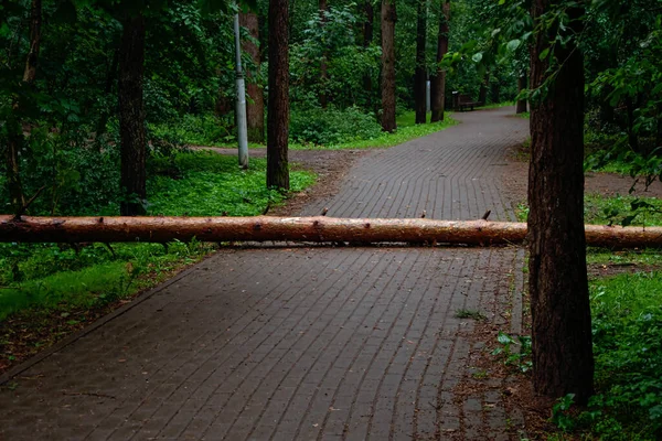 A fallen tree after a strong wind and a hurricane lies in a city Park on a pedestrian path, the consequences of the elements and bad weather.