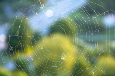 Tarafsız arka planda örümceksiz büyük bir ağ, seçici bir odak.