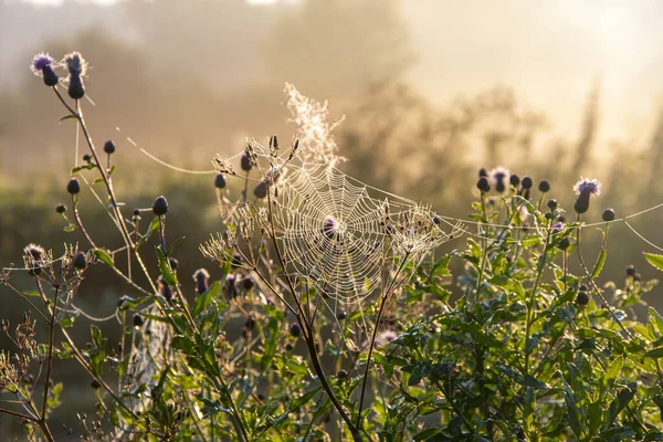 Gossamer Branco Com Gotas Orvalho Manhã Nascer Sol Campo Paisagem — Fotografia de Stock