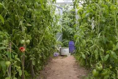 Sebze ve bitkilerin yetiştiği cam kaplı bir sera. Domates yetiştirmek için sera.