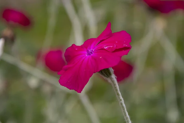 Lychnis Koronaria Karmínová Tmavě Růžová Barva Kvete Zahradě Dešti — Stock fotografie