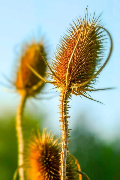 Villosités Forestières Têtes Avec Graines Plante Sèche Contre Ciel Bleu — Photo