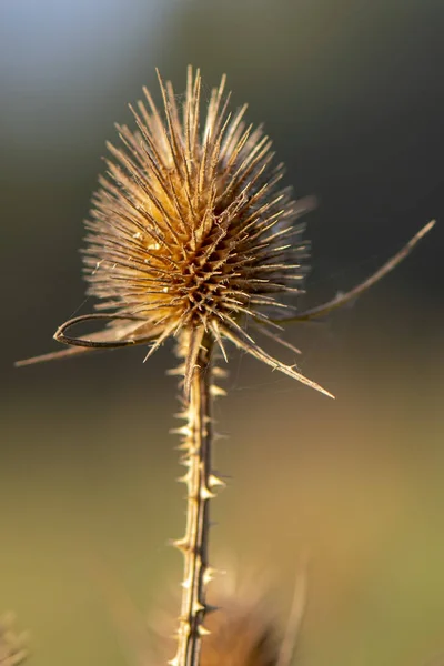 Villi Kılları Kurumuş Çiçek Fuller Villi Tarafsız Bir Arkaplanda Kuru — Stok fotoğraf