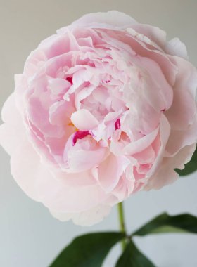 Şakayık Pembe çiçek kadar güzel makro fotoğraf kapatmak