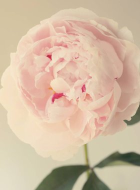 Şakayık Pembe çiçek kadar güzel makro fotoğraf kapatmak