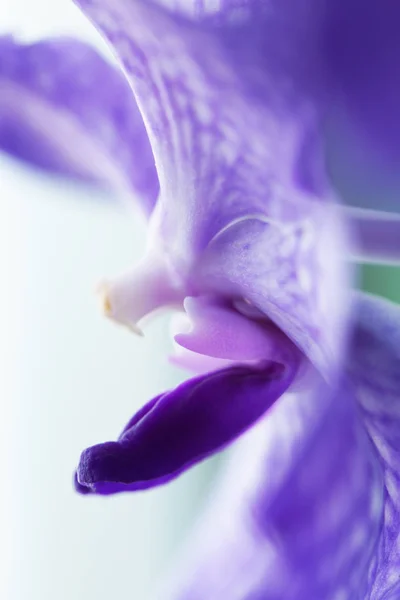 Орхидея Красивый Цветок Закрыть Макро — стоковое фото