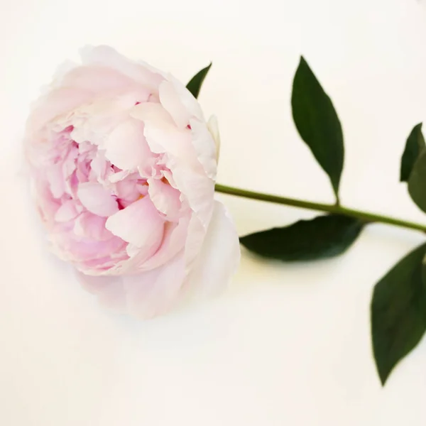 ピンクの牡丹の花が美しいマクロ写真を閉じる — ストック写真