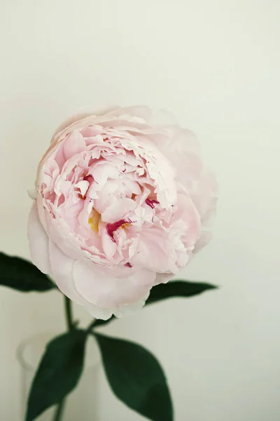 Peony rosa flor fechar-se bela foto macro — Fotografia de Stock