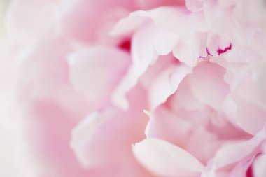 Şakayık Pembe çiçek kadar güzel makro fotoğraf kapatmak