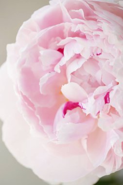 Şakayık Pembe çiçek kadar güzel makro fotoğraf kapatmak