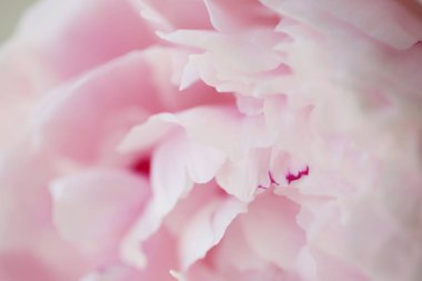 Şakayık Pembe çiçek kadar güzel makro fotoğraf kapatmak