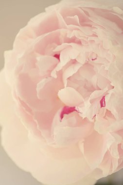 Şakayık Pembe çiçek kadar güzel makro fotoğraf kapatmak