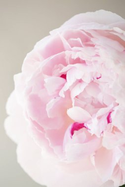 Şakayık Pembe çiçek kadar güzel makro fotoğraf kapatmak