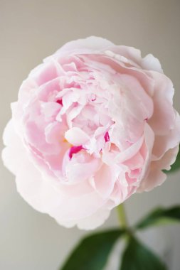 Şakayık Pembe çiçek kadar güzel makro fotoğraf kapatmak