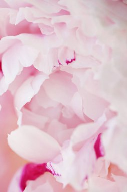 Şakayık Pembe çiçek kadar güzel makro fotoğraf kapatmak