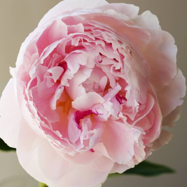 Şakayık Pembe çiçek kadar güzel makro fotoğraf kapatmak