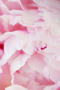 Şakayık Pembe çiçek kadar güzel makro fotoğraf kapatmak