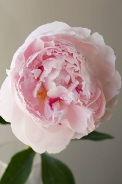 Şakayık Pembe çiçek kadar güzel makro fotoğraf kapatmak