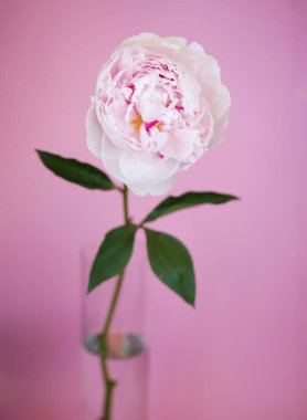 Şakayık Pembe çiçek kadar güzel makro fotoğraf kapatmak