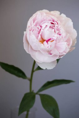 Şakayık Pembe çiçek kadar güzel makro fotoğraf kapatmak