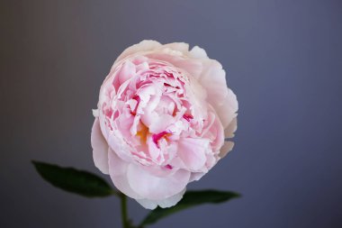 Şakayık Pembe çiçek kadar güzel makro fotoğraf kapatmak