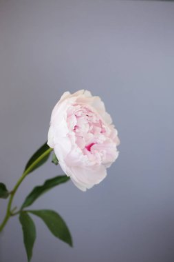 Şakayık Pembe çiçek kadar güzel makro fotoğraf kapatmak