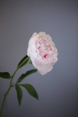 Şakayık Pembe çiçek kadar güzel makro fotoğraf kapatmak