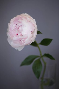 Şakayık Pembe çiçek kadar güzel makro fotoğraf kapatmak