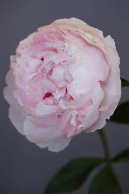 Şakayık Pembe çiçek kadar güzel makro fotoğraf kapatmak