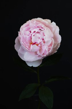 Şakayık Pembe çiçek kadar güzel makro fotoğraf kapatmak