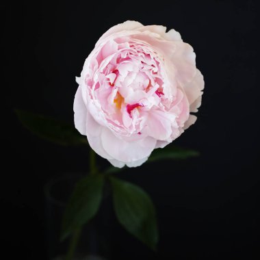 Şakayık Pembe çiçek kadar güzel makro fotoğraf kapatmak