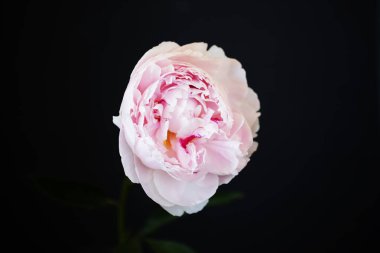 Şakayık Pembe çiçek kadar güzel makro fotoğraf kapatmak