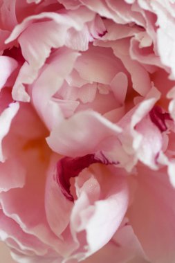 Şakayık Pembe çiçek kadar güzel makro fotoğraf kapatmak