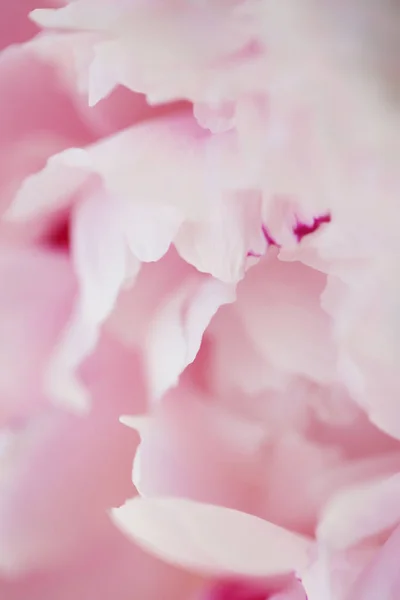 Şakayık Pembe çiçek kadar güzel makro fotoğraf kapatmak — Stok fotoğraf
