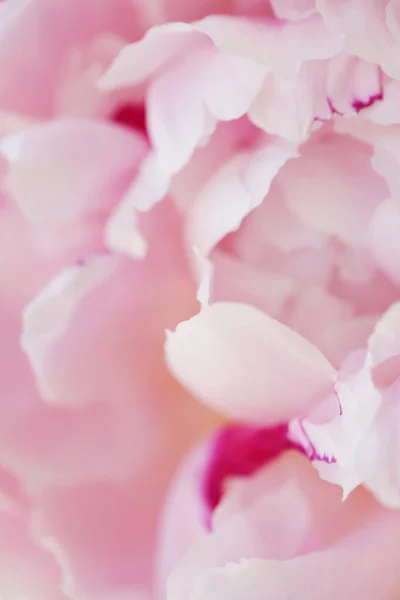 牡丹粉红色的花关闭美丽的宏观照片 — 图库照片