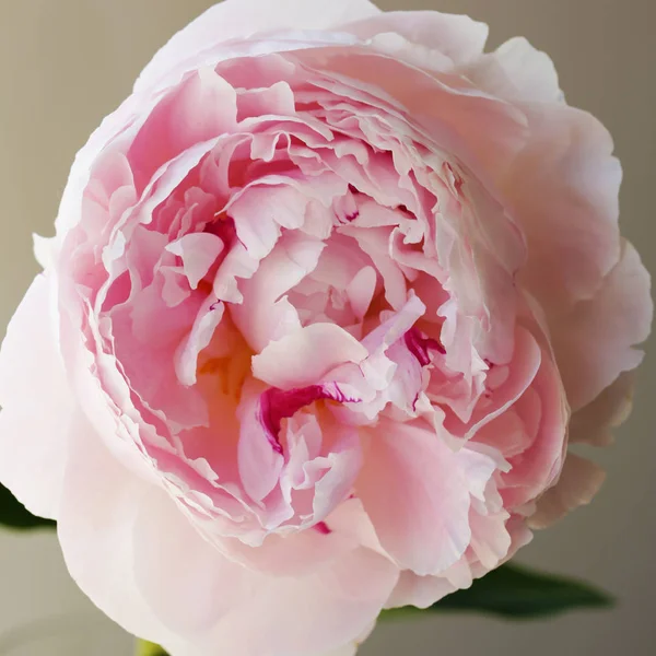 Şakayık Pembe çiçek kadar güzel makro fotoğraf kapatmak