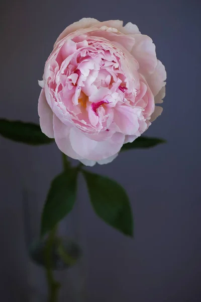 Peony pink flower close up beautiful macro photo — Stock Photo, Image