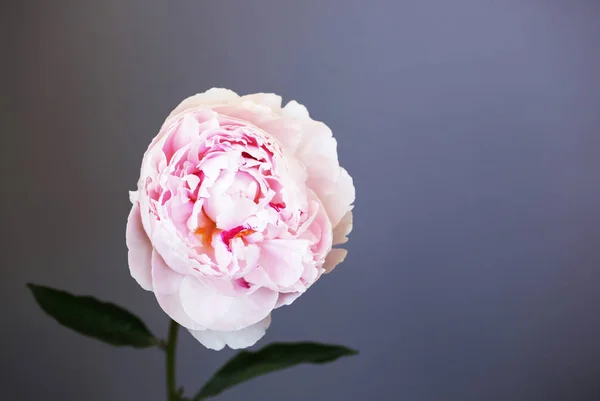 Peony rosa flor fechar-se bela foto macro — Fotografia de Stock