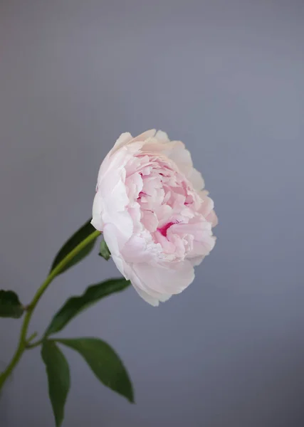 Peony rosa flor fechar-se bela foto macro — Fotografia de Stock