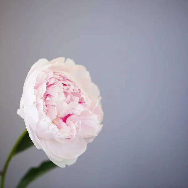 Peony rosa flor fechar-se bela foto macro — Fotografia de Stock