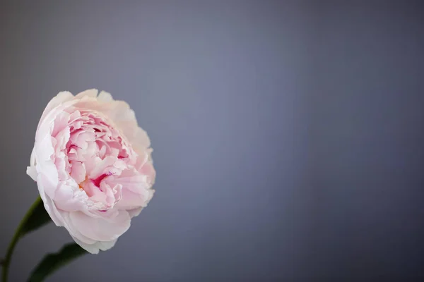 Peony rosa flor fechar-se bela foto macro — Fotografia de Stock